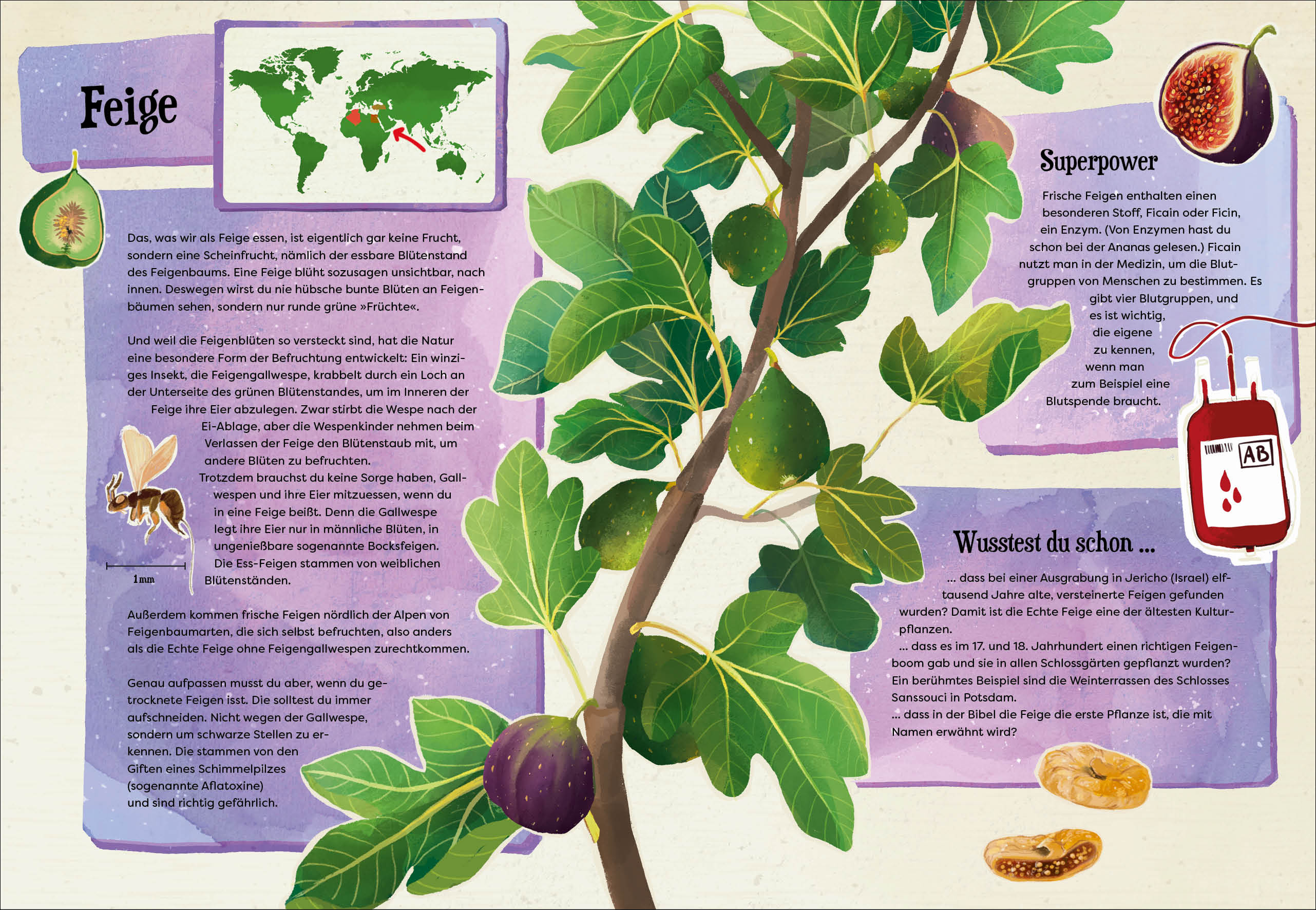Weißt du, wo der Pfeffer wächst? – Erstaunliches Wissen von Ananas bis Zimt